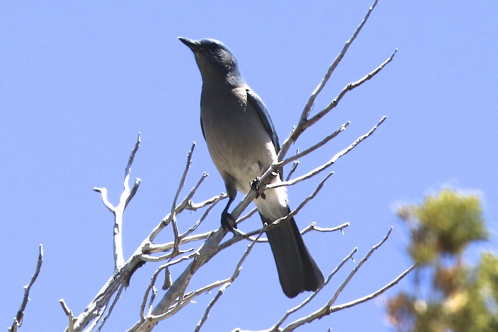 Mexican Jay - ML160671661