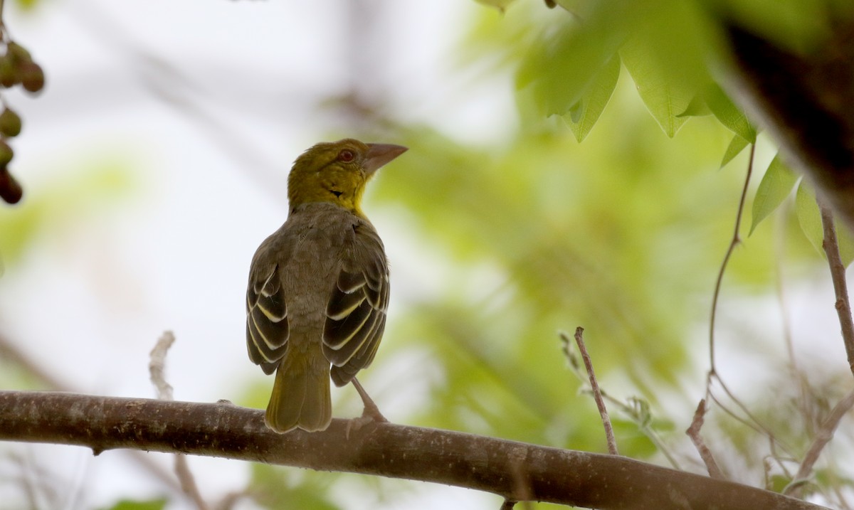 Village Weaver - ML160673081