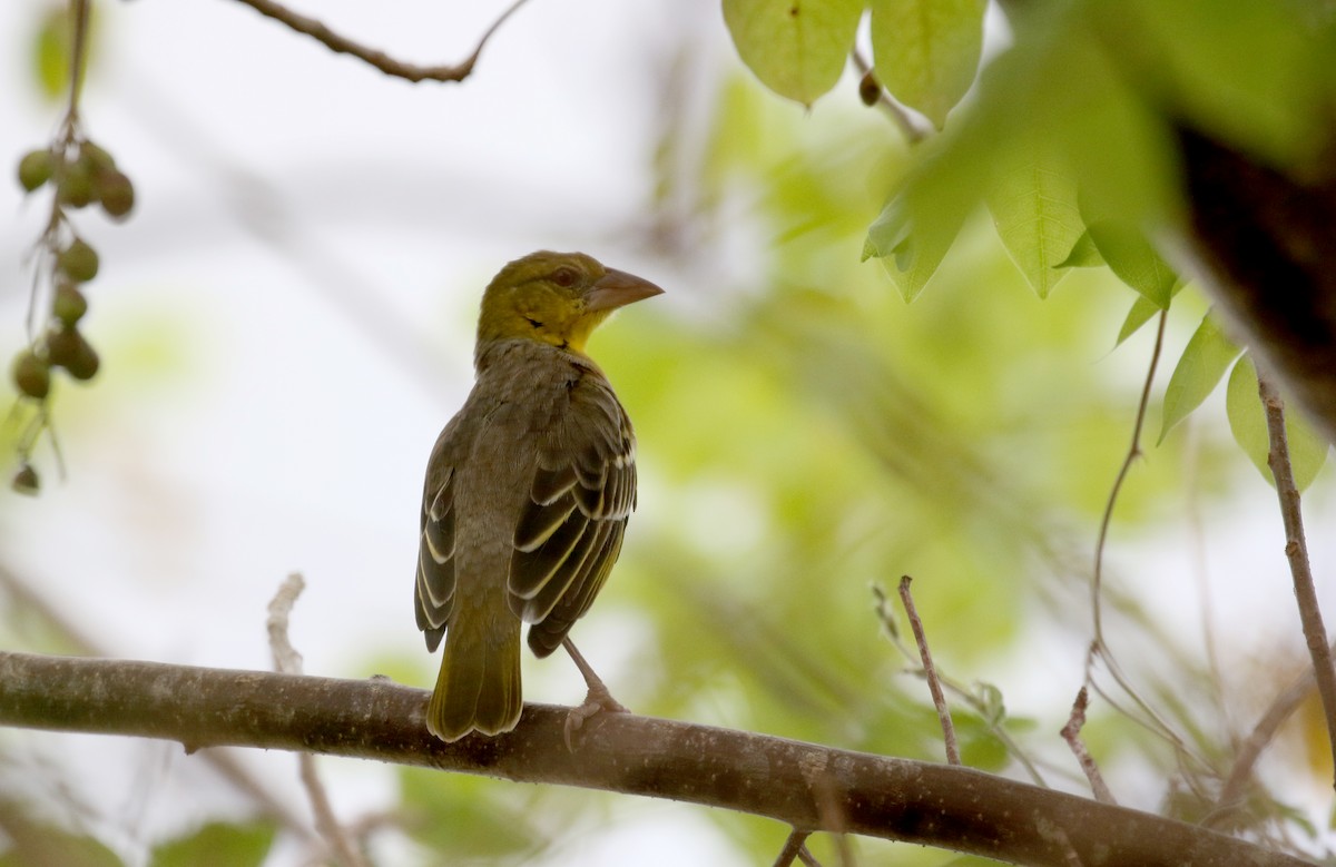 Village Weaver - ML160673091