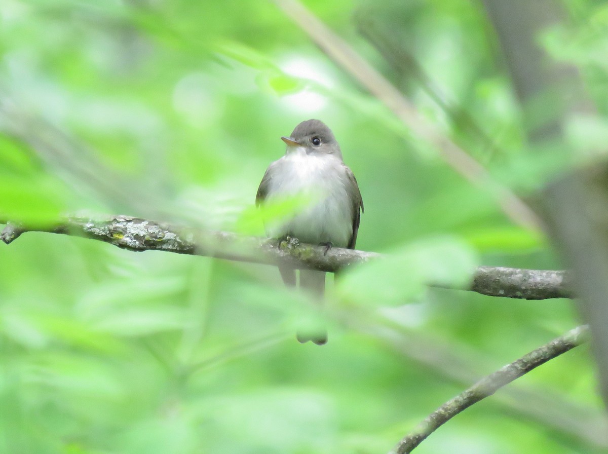 Eastern Wood-Pewee - ML160673301