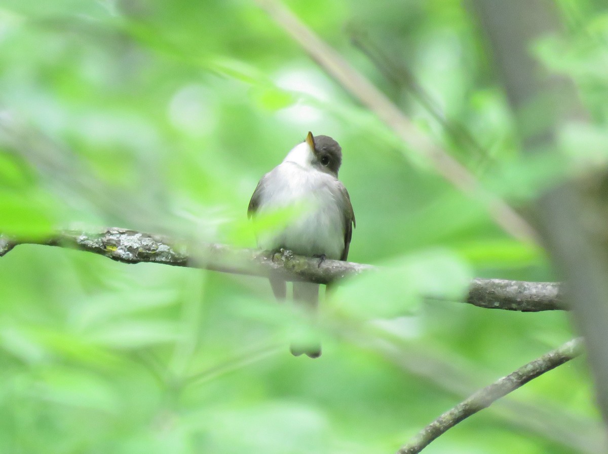 Eastern Wood-Pewee - ML160673311