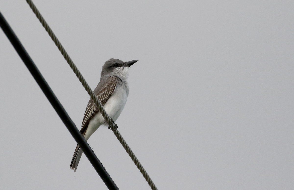 Gray Kingbird - ML160673331