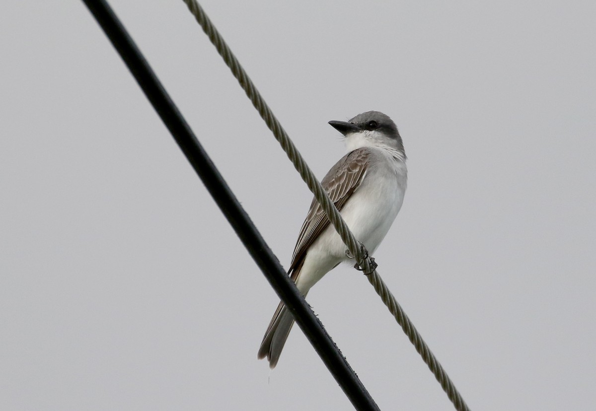 Gray Kingbird - ML160673371