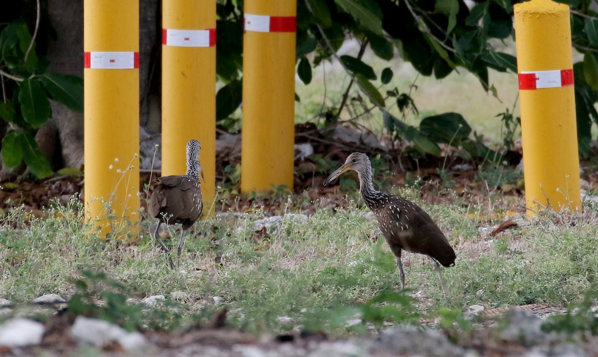 Limpkin (Speckled) - ML160673451