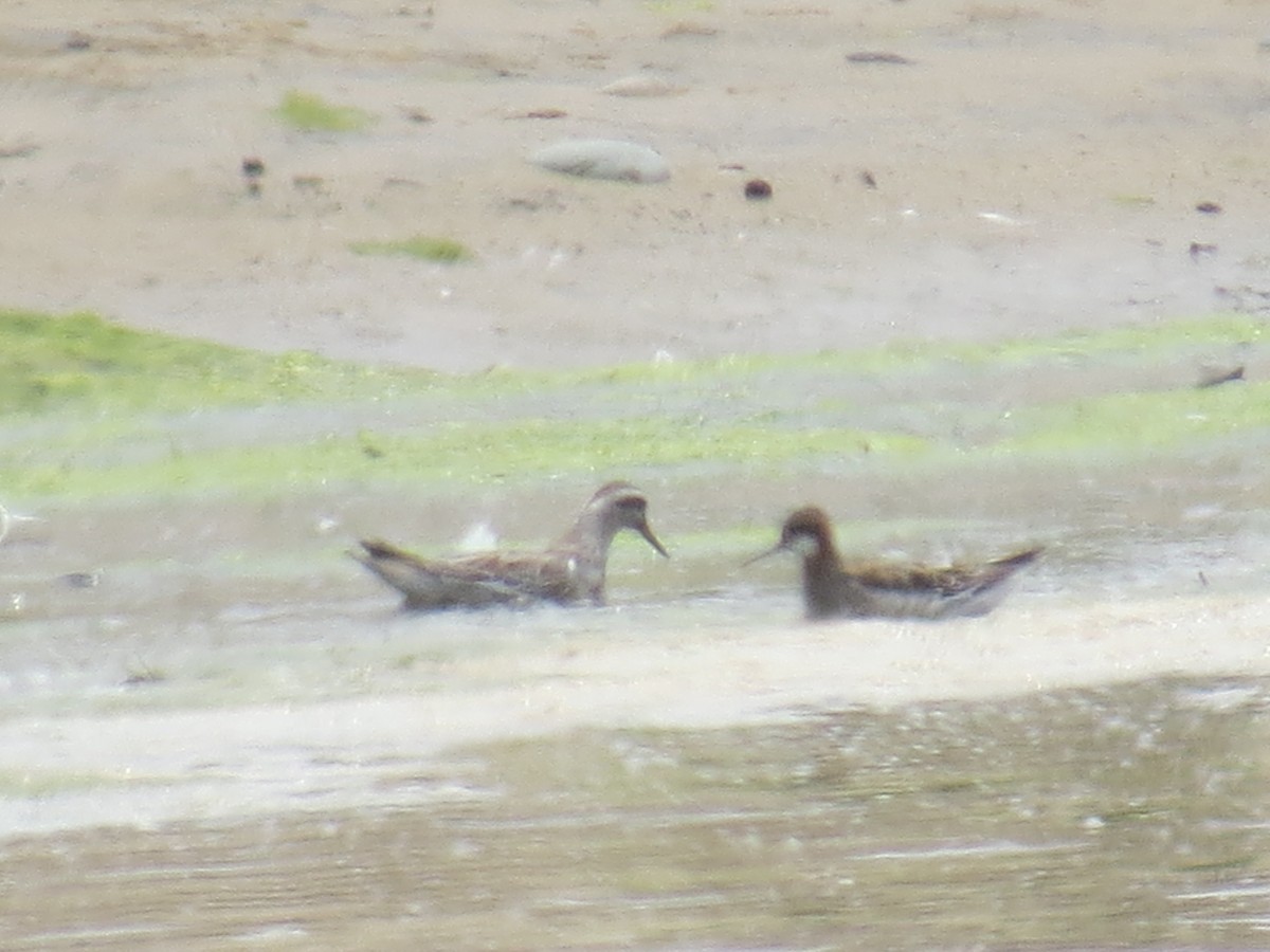 Red Phalarope - ML160673771