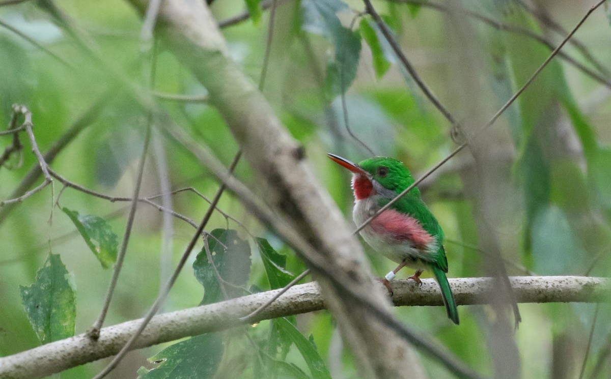 Broad-billed Tody - ML160674901