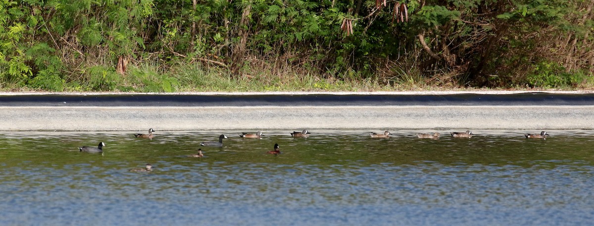 Blue-winged Teal - ML160675091