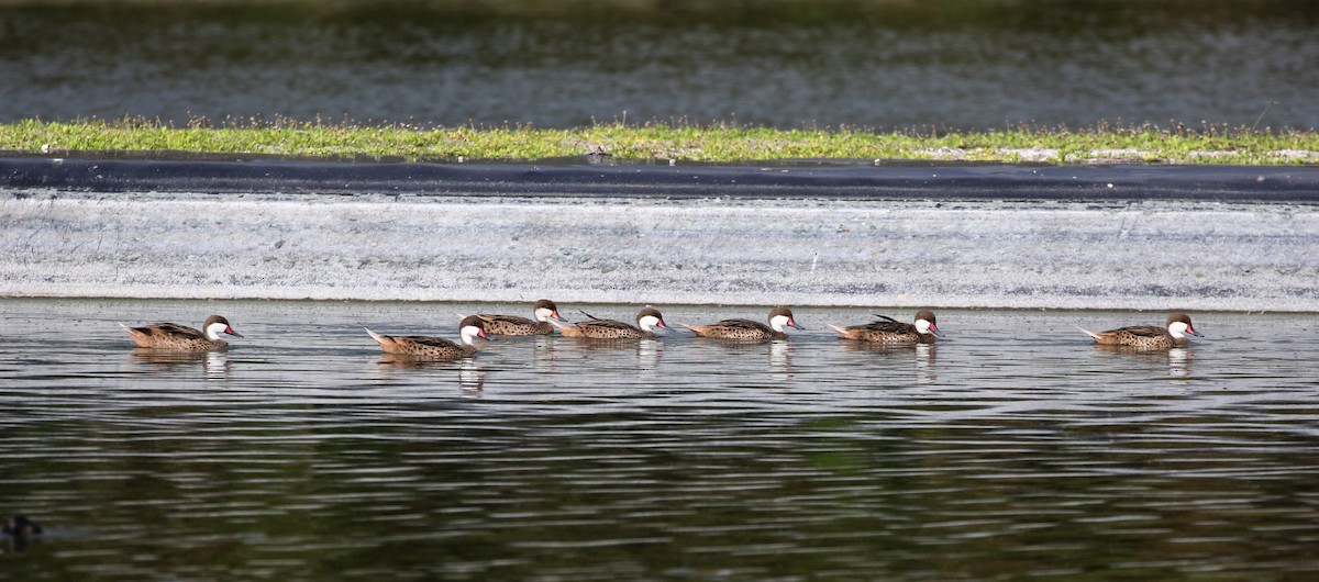 White-cheeked Pintail (White-cheeked) - ML160675141