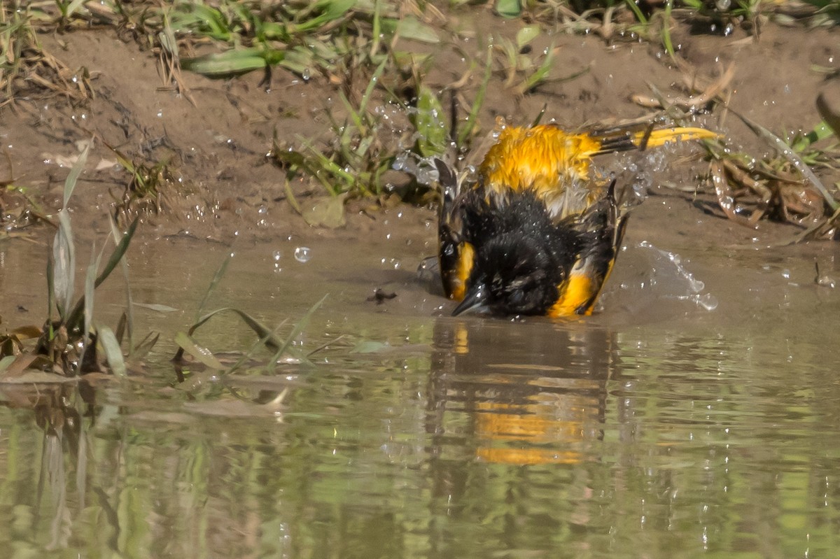 Baltimore Oriole - ML160676351