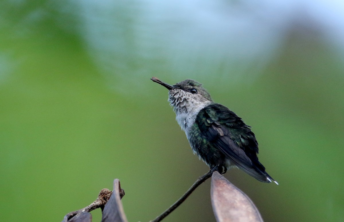 Vervain Hummingbird - Jay McGowan