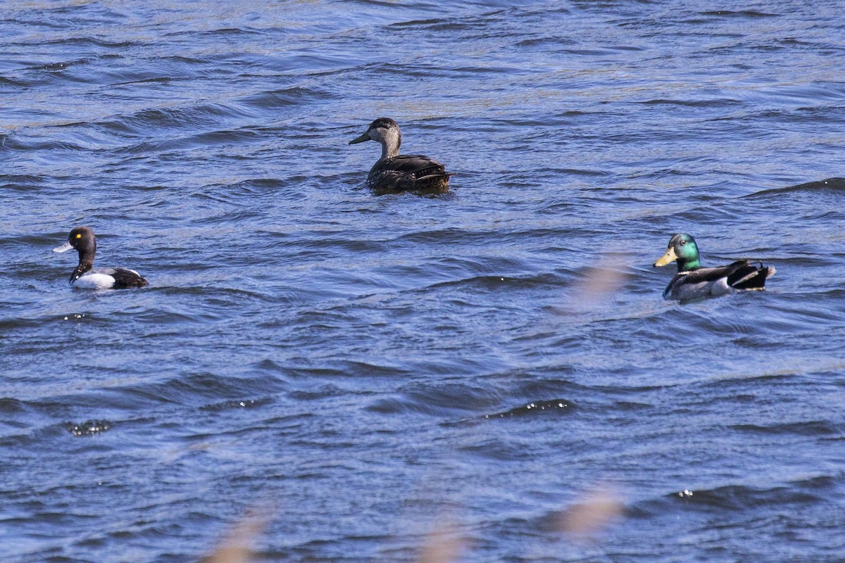 Lesser Scaup - ML160677461