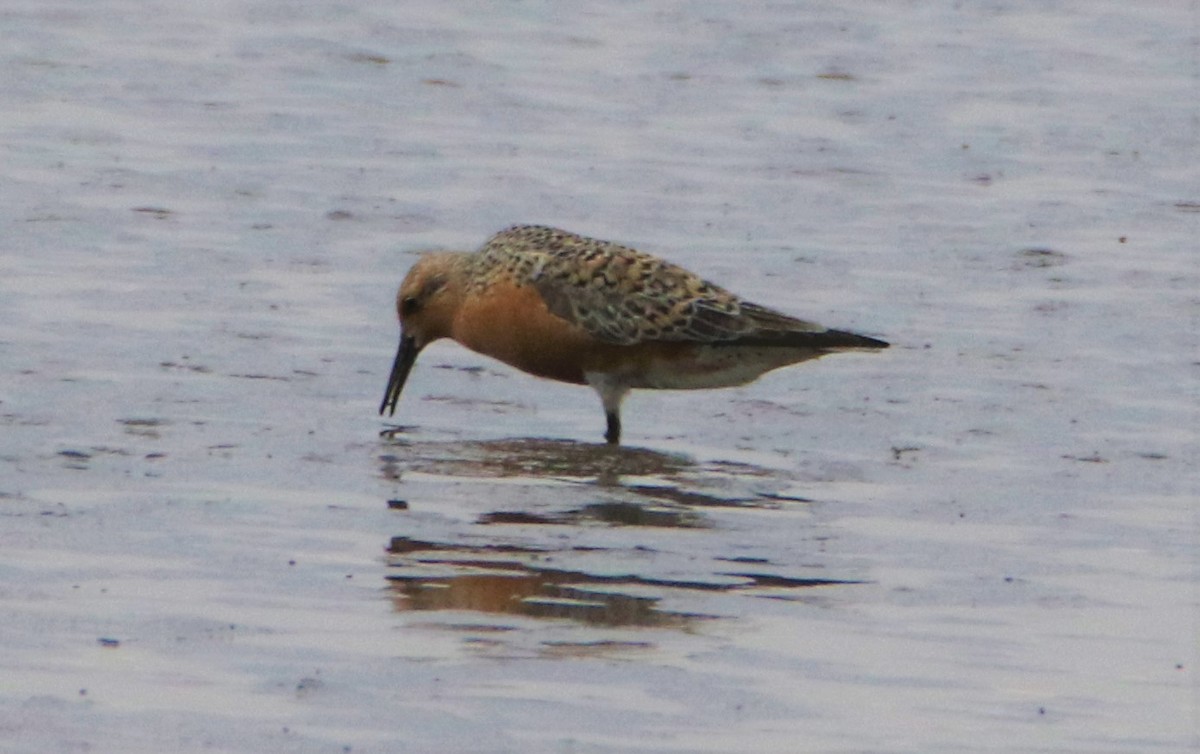 Red Knot - ML160677821