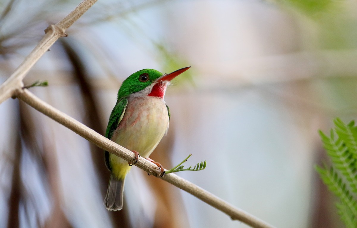 Broad-billed Tody - ML160677921