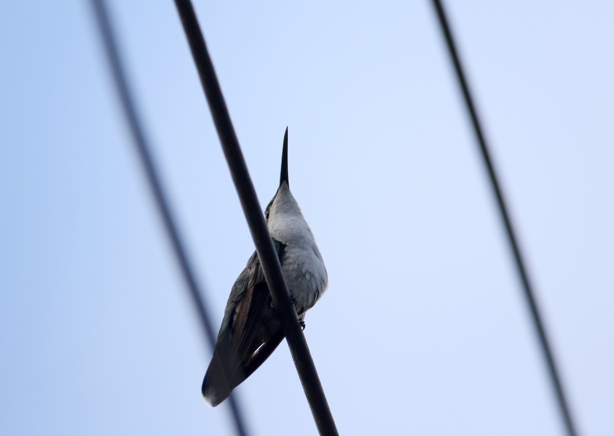 kolibřík hispaniolský - ML160678081