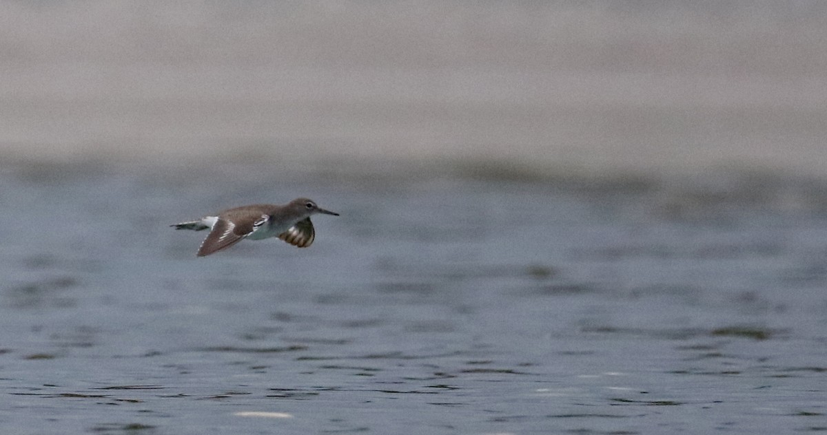 Spotted Sandpiper - ML160679081