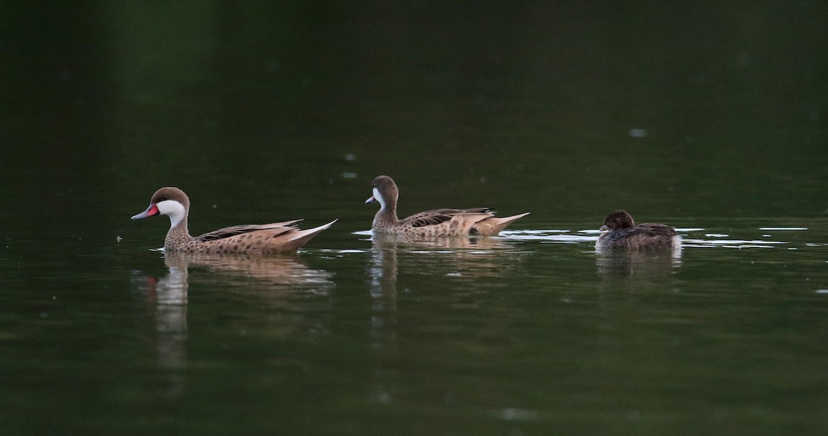 White-cheeked Pintail (White-cheeked) - Jay McGowan