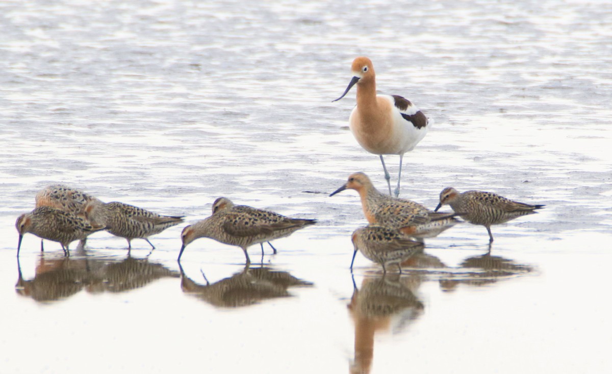Red Knot - ML160679401