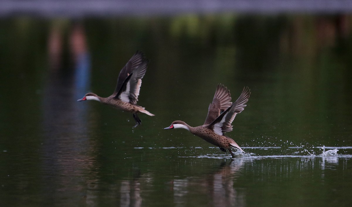 White-cheeked Pintail (White-cheeked) - Jay McGowan