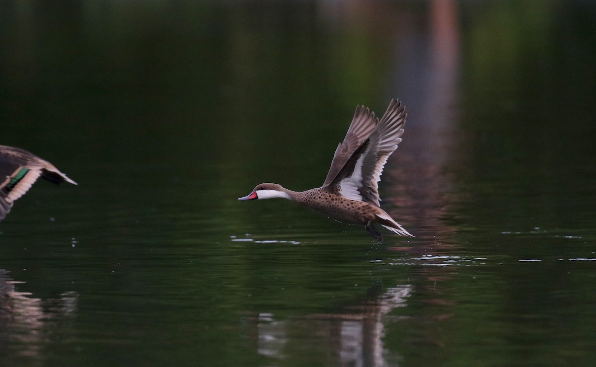 White-cheeked Pintail (White-cheeked) - Jay McGowan