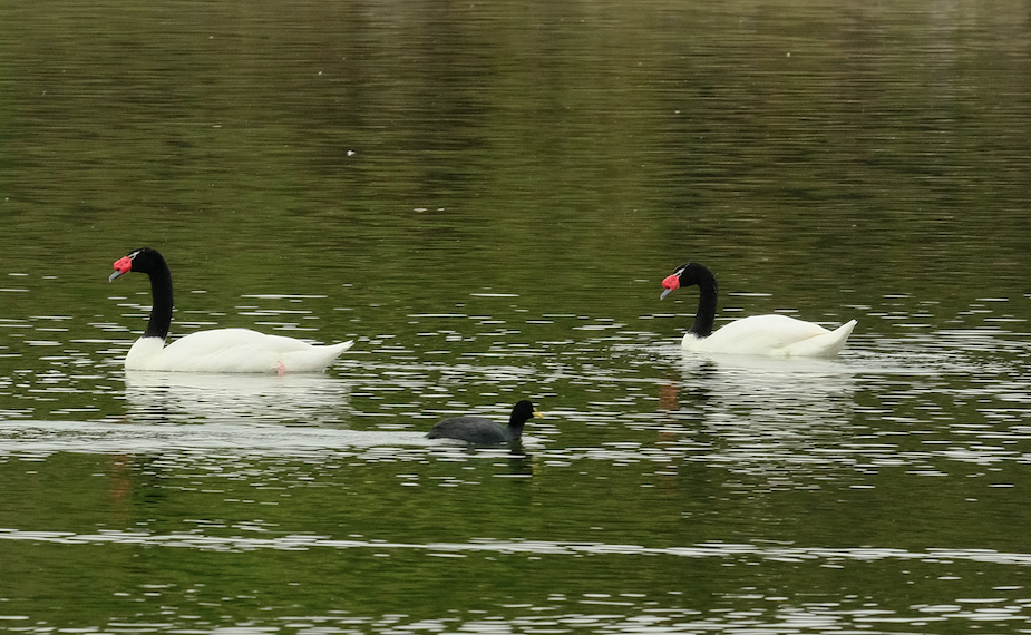 Cisne Cuellinegro - ML160679941