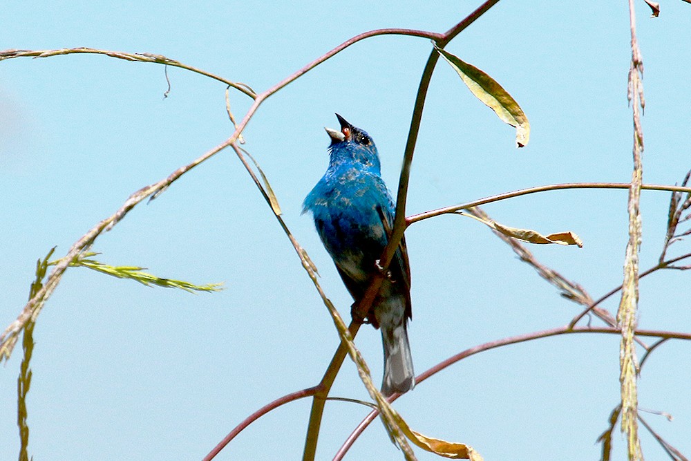 Indigo Bunting - Howard Freshman