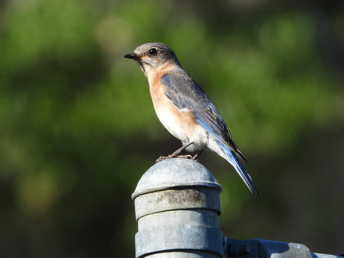 Eastern Bluebird - ML160684041
