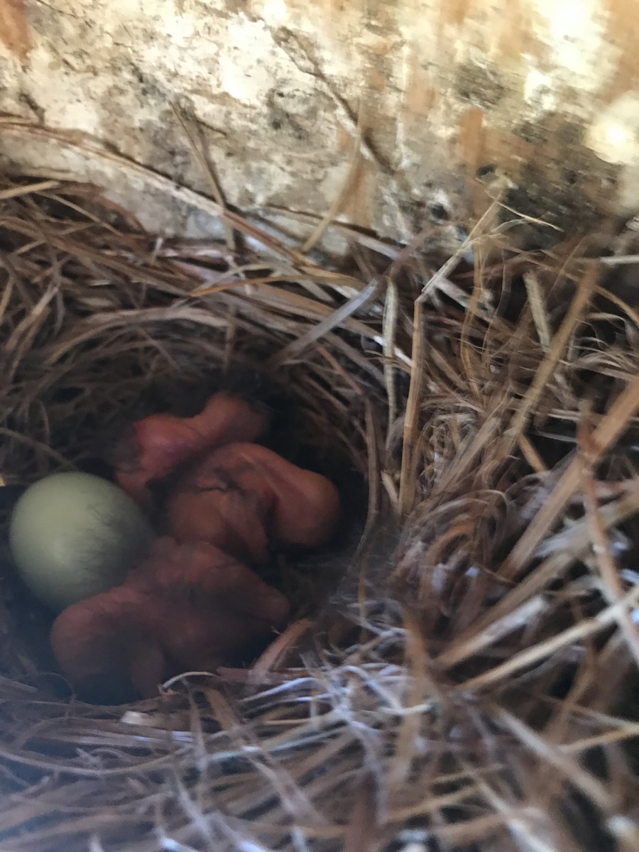 Eastern Bluebird - ML160684121