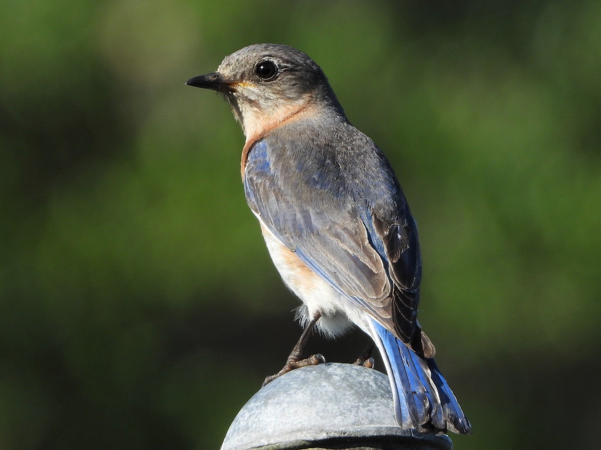 Eastern Bluebird - ML160684181