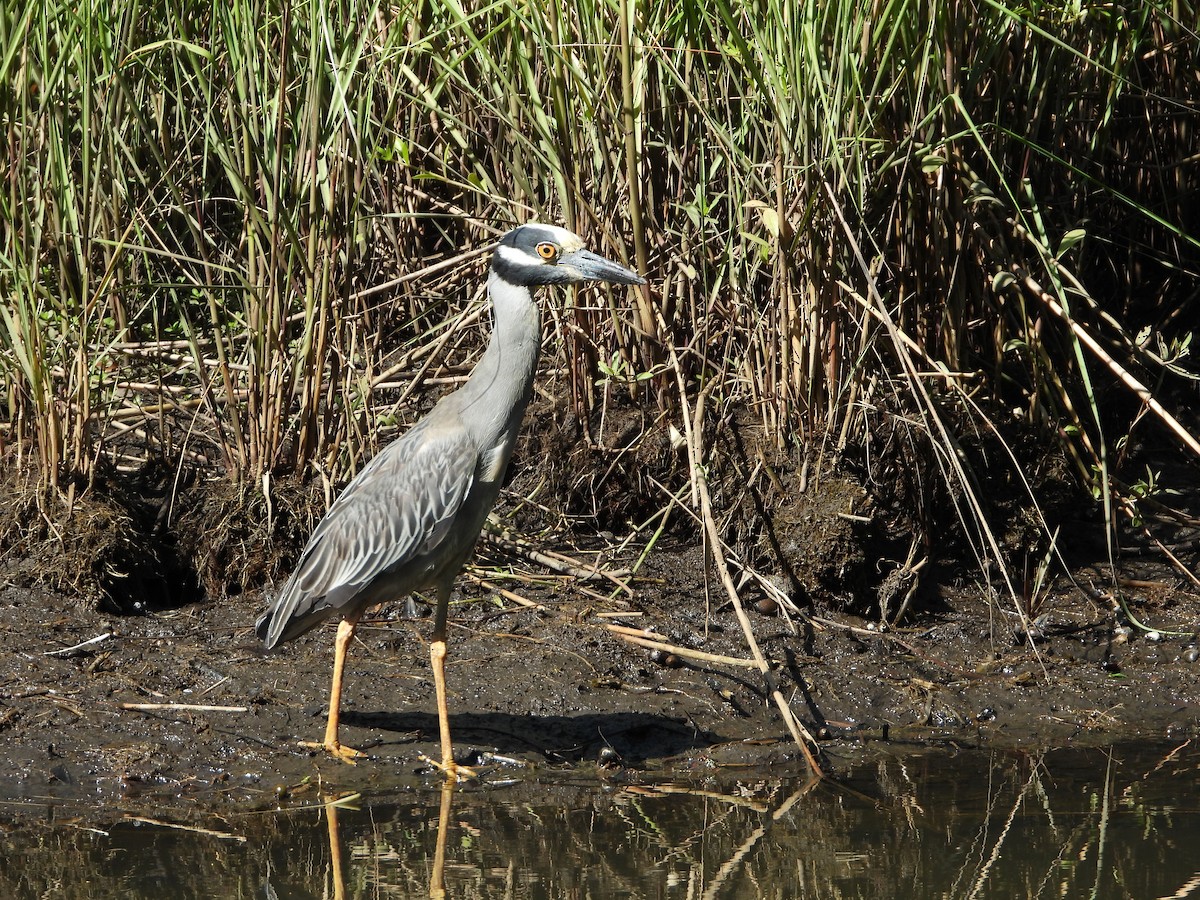Yellow-crowned Night Heron - ML160685811