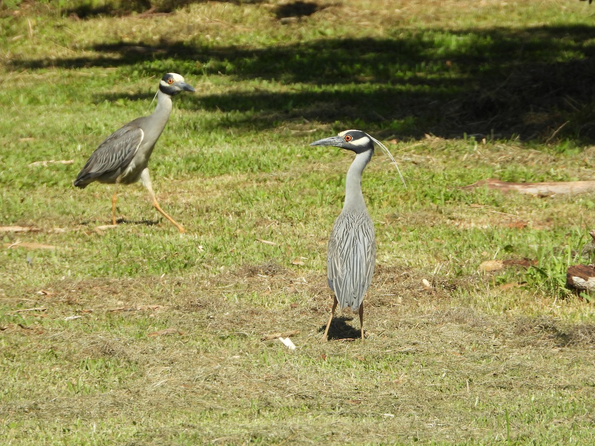 Yellow-crowned Night Heron - ML160685821