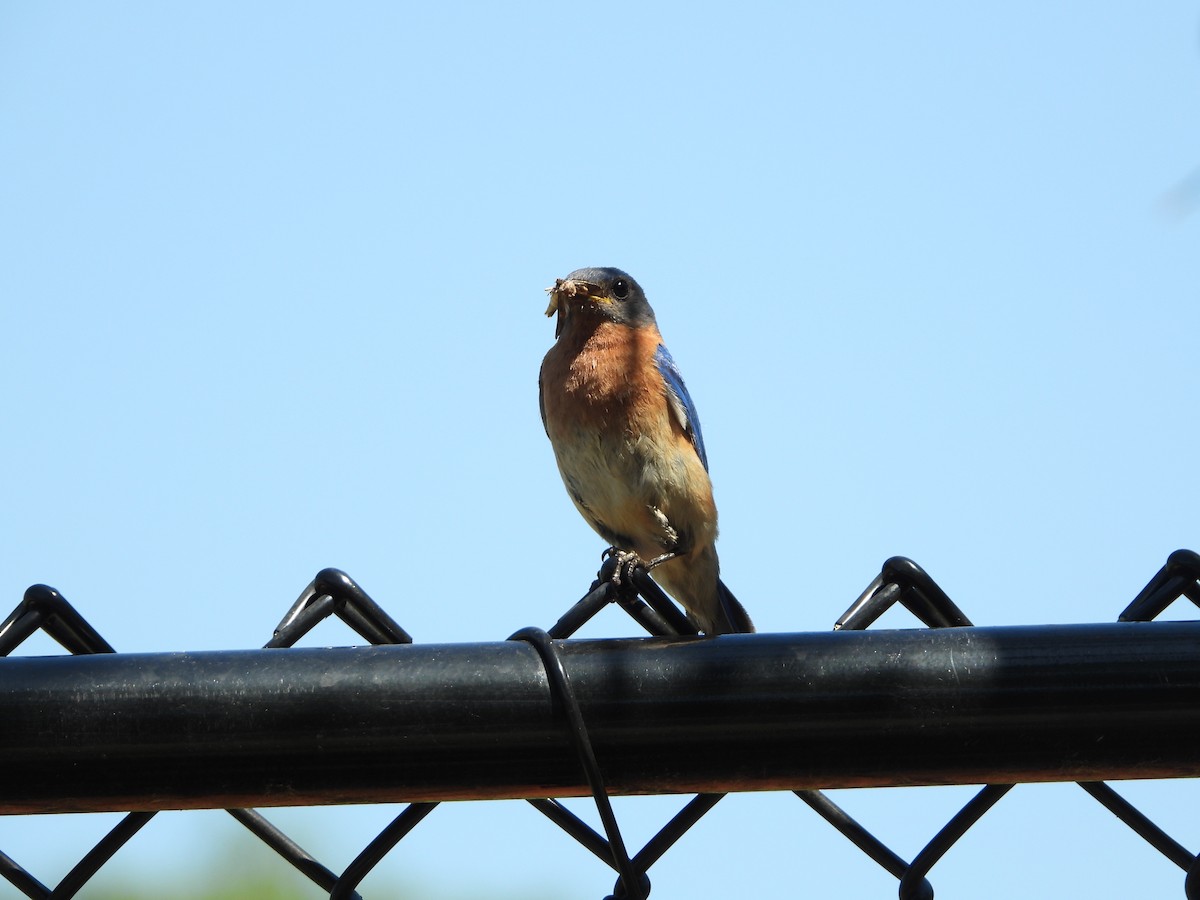 Eastern Bluebird - ML160686391