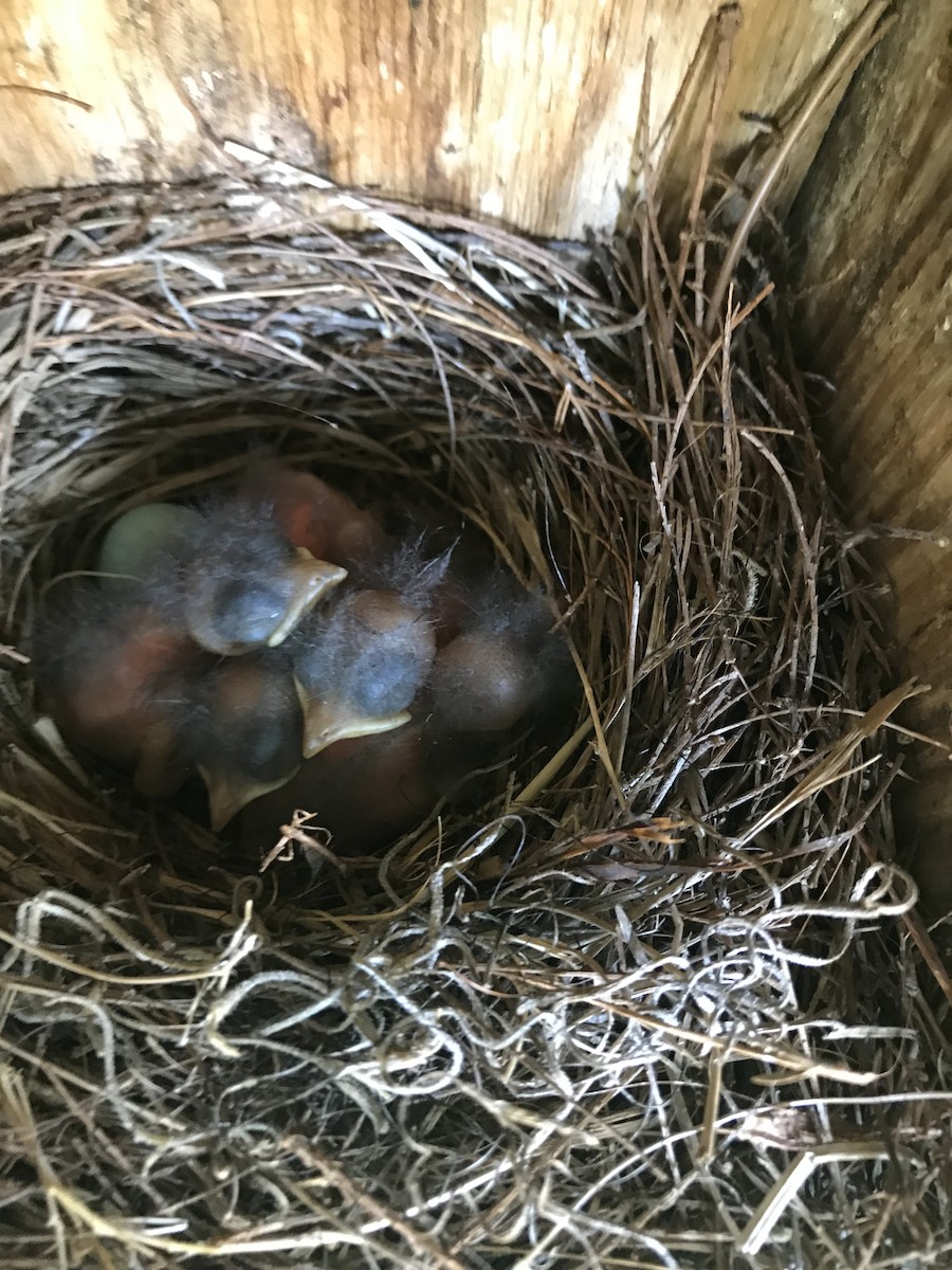 Eastern Bluebird - ML160686441