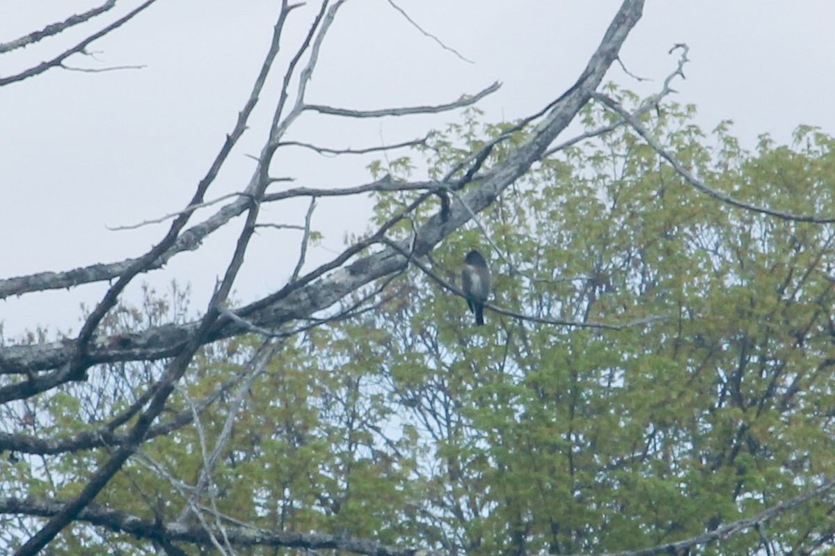 Olive-sided Flycatcher - ML160687001