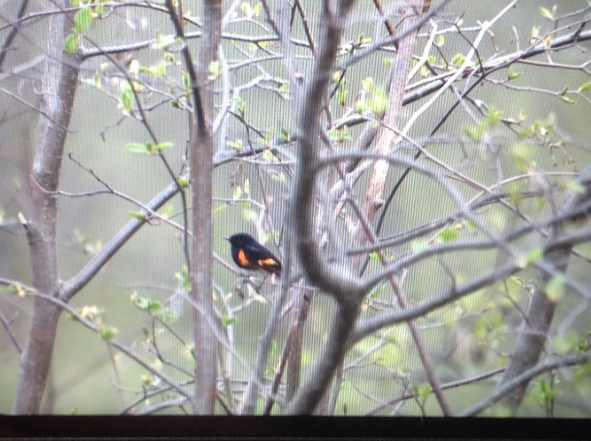 American Redstart - Alice Oliver