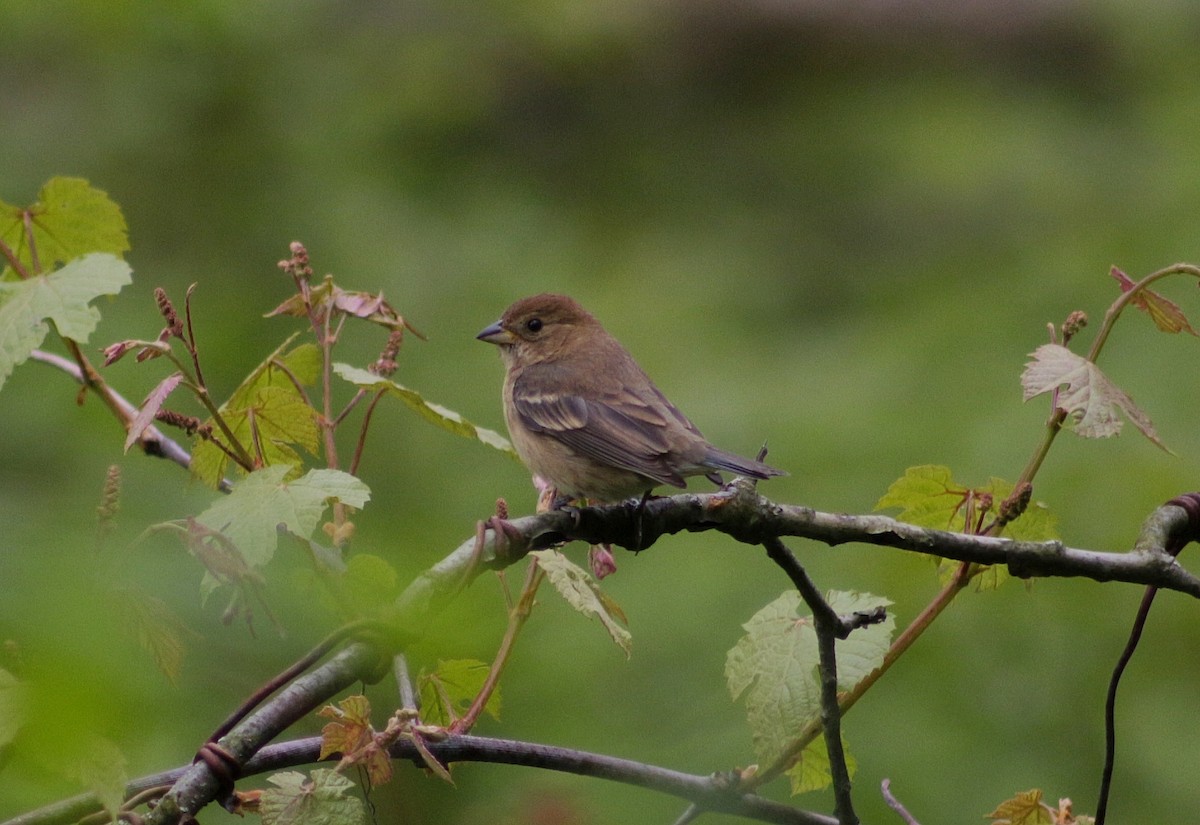 Indigo Bunting - ML160688281