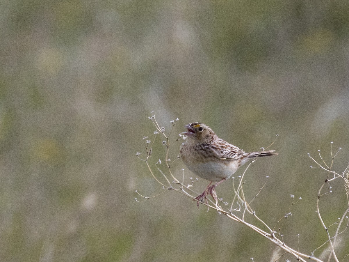 Grasshopper Sparrow - ML160688631