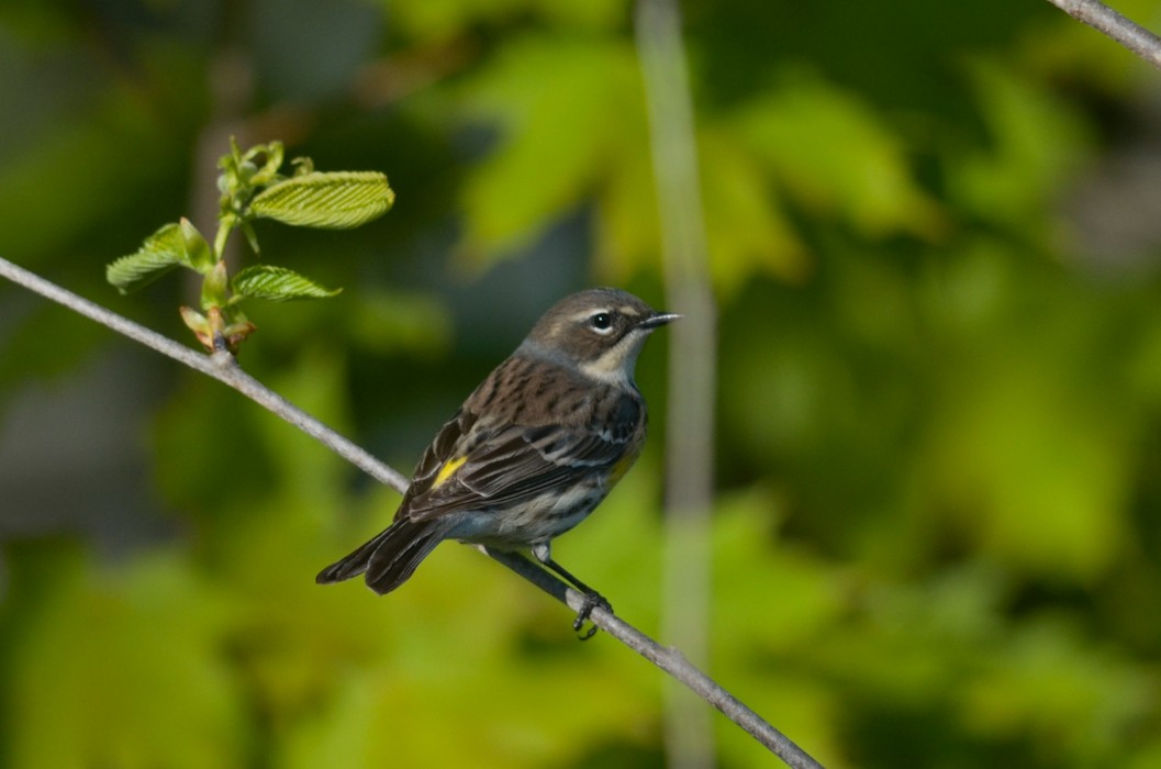 Yellow-rumped Warbler (Myrtle) - Nathaniel Sharp