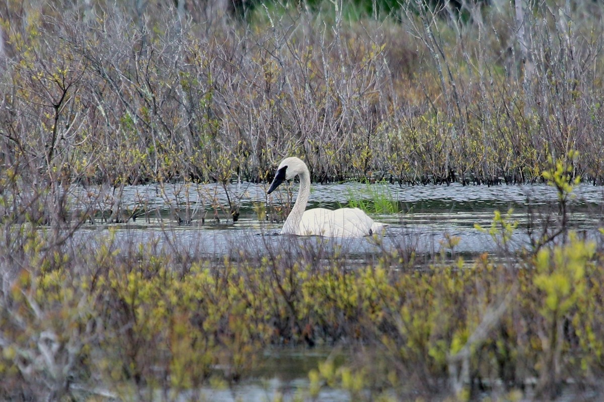 Trumpeter Swan - ML160694311