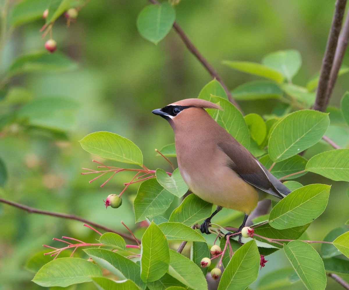 Cedar Waxwing - Kim Tomko