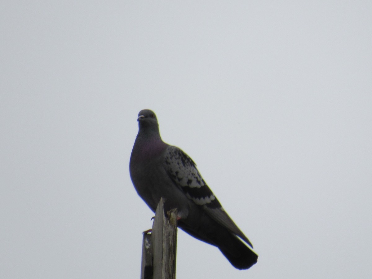 Rock Pigeon (Feral Pigeon) - ML160698371