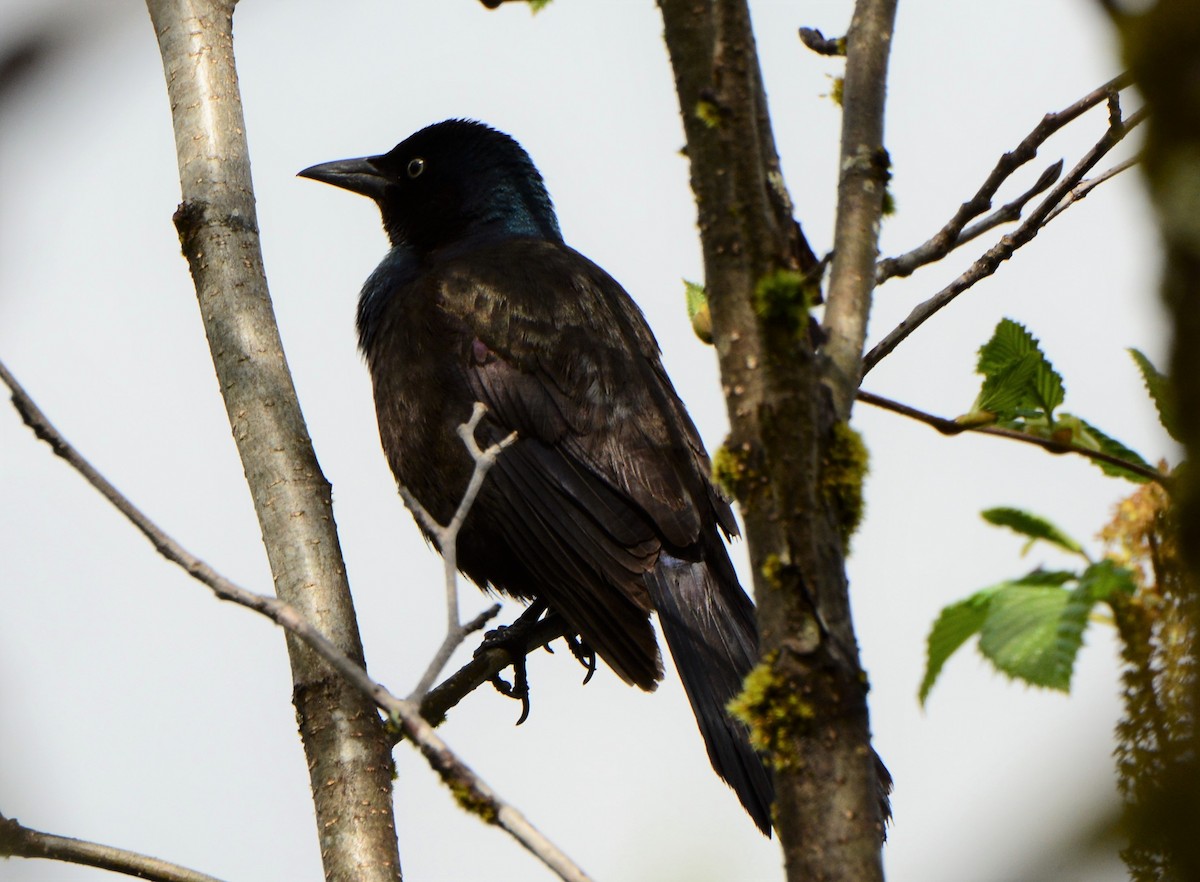 Common Grackle - ML160703211