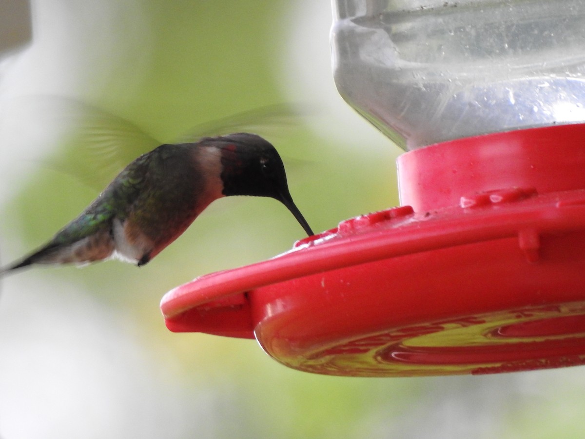 Ruby-throated Hummingbird - Bill Stanley