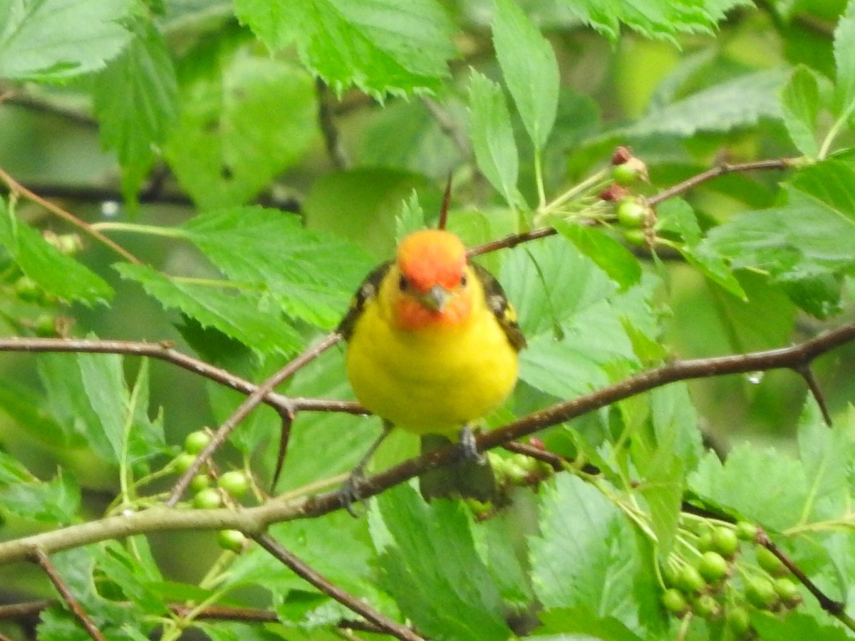 Western Tanager - ML160704351