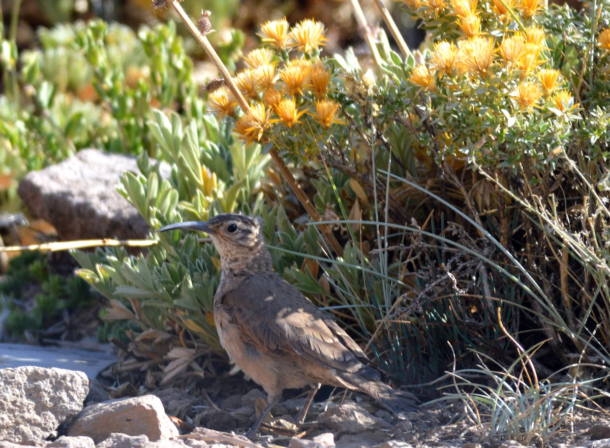 Scale-throated Earthcreeper - ML160705851