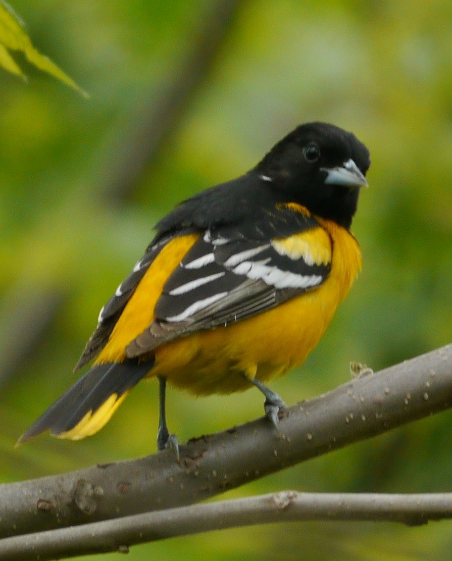 Baltimore Oriole - L.E. Quinlan