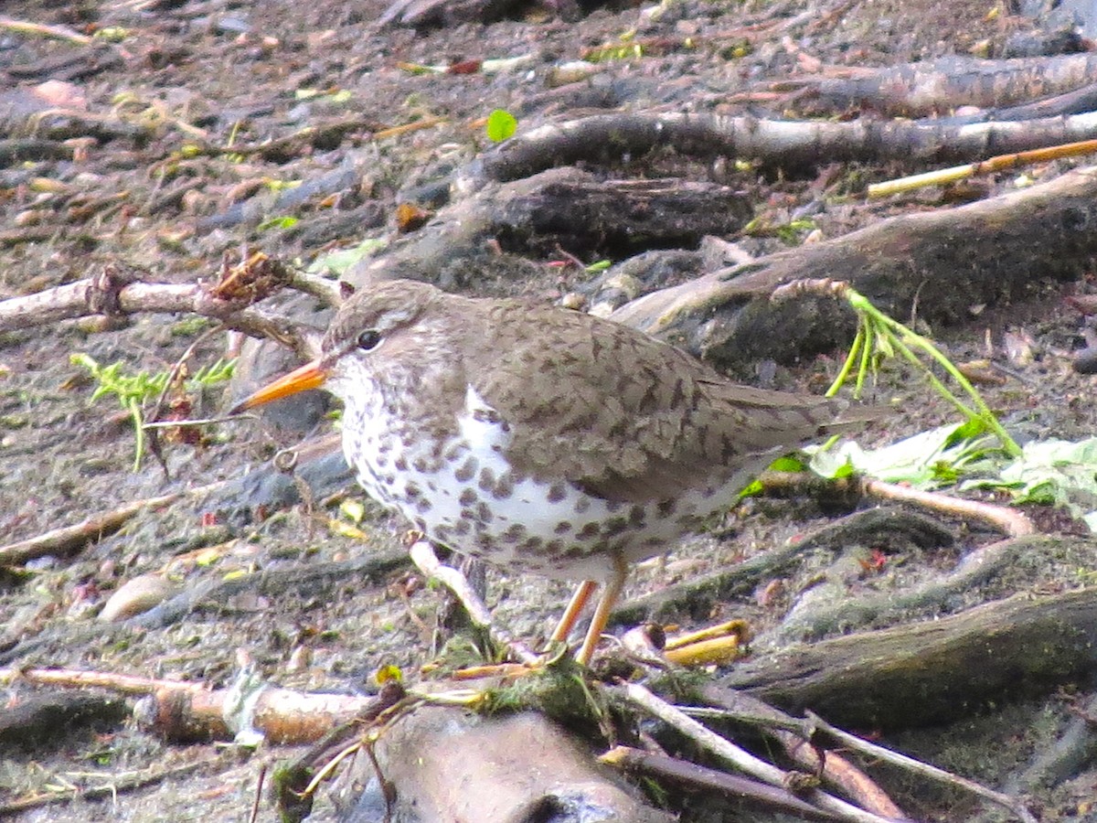 Spotted Sandpiper - Ted Floyd