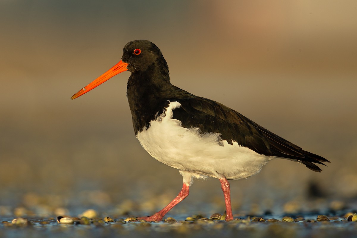 South Island Oystercatcher - ML160707601