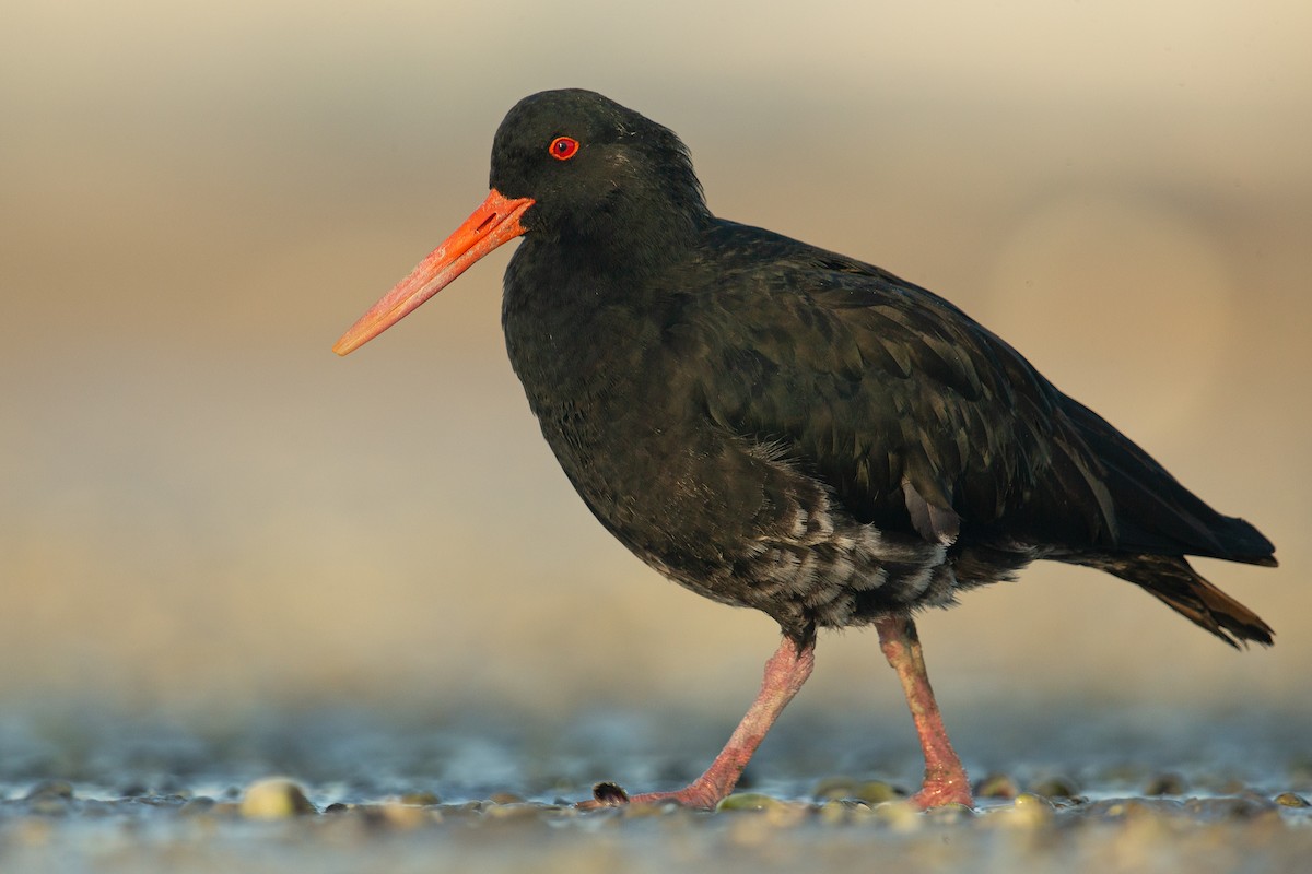 Variable Oystercatcher - ML160707651