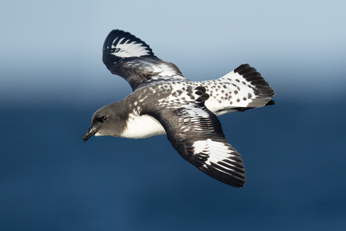 Pintado Petrel - JJ Harrison