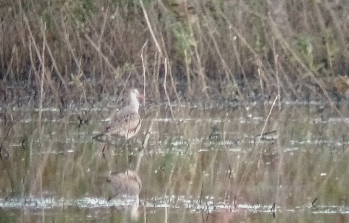 Hudsonian Godwit - ML160708431